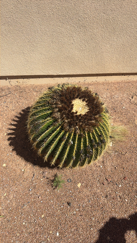golden barrel cactus
