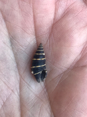 Zonulispira zonulata