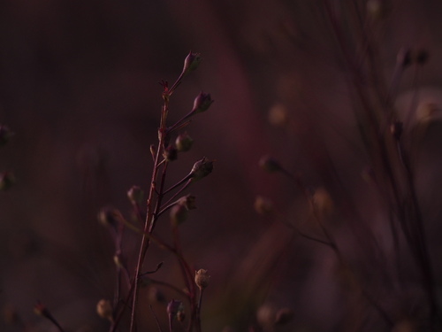 Sandplain false foxglove (Agalinis decemloba)