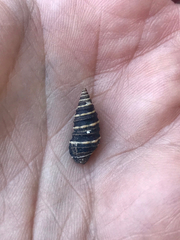 Zonulispira zonulata