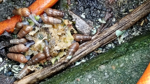 Decollate Snail