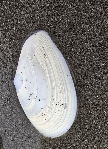 Tellina bodegensis, 2026-10-07