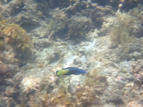 Labroides bicolor observed 2026-10-08