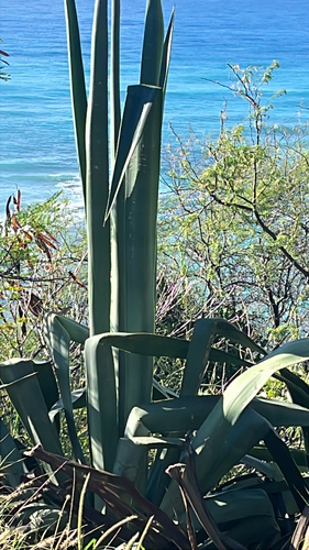 Agave, 2026-10-09