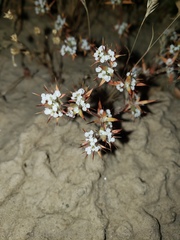 Chorizanthe spinosa