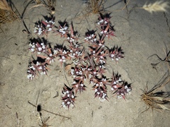 Chorizanthe spinosa