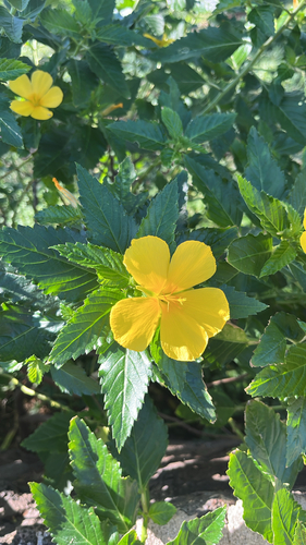 Turnera ulmifolia observed 2026-10-09