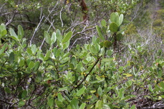 Garrya buxifolia