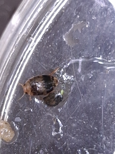 Laccophilus fasciatus rufus