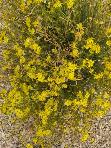 Narrow-leaved Ragwort