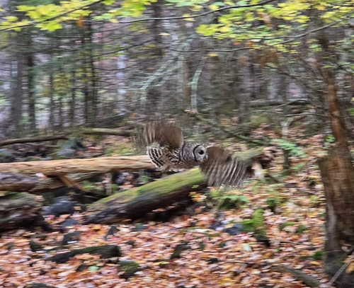 Barred Owl