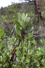 Garrya buxifolia