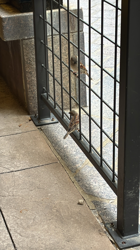 House Sparrow