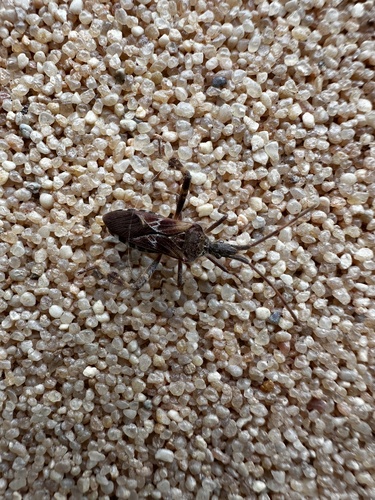 Western Conifer Seed Bug