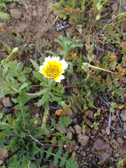 Layia platyglossa