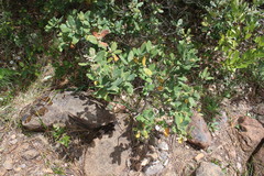 Notholithocarpus densiflorus echinoides