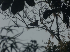 Andigena laminirostris