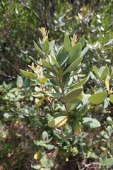 Notholithocarpus densiflorus echinoides