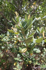 Notholithocarpus densiflorus echinoides
