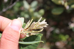 Notholithocarpus densiflorus echinoides