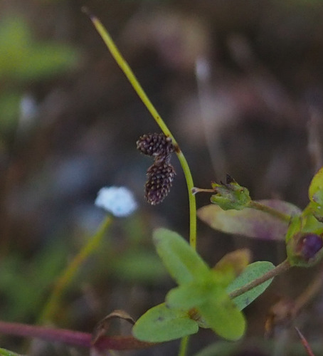 Lipocarpha, 2026-10-09