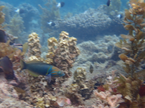 Thalassoma hebraicum observed 2026-10-08