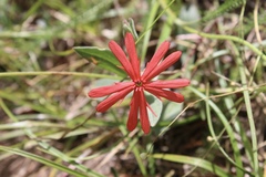 Silene serpentinicola