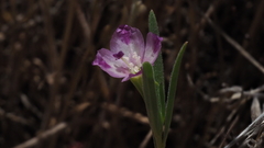 Clarkia purpurea viminea