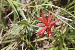 Silene serpentinicola