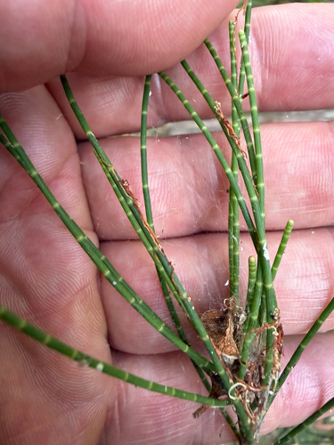 Casuarina glauca observed 2026-10-09