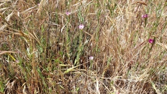 Clarkia purpurea viminea
