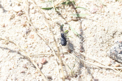 Purple Tiger Beetle