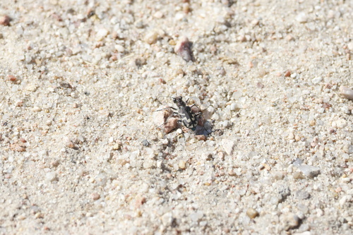 Oblique-lined Tiger Beetle