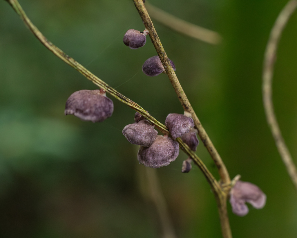 Marasmiellus purpureus