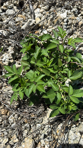 Bidens pilosa observed 2026-10-09
