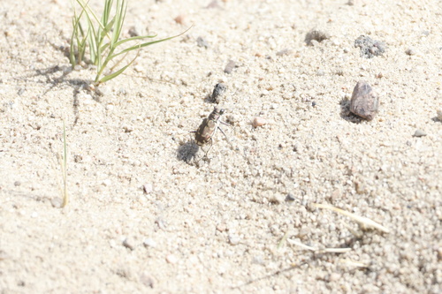 Bronzed Tiger Beetle