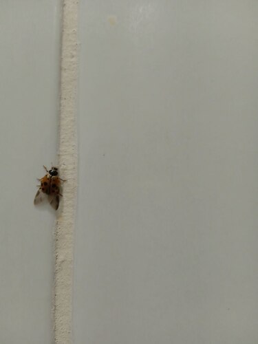 Variegated Lady Beetle