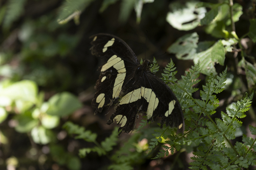 Hesper’s Bush Kite Swallowtail