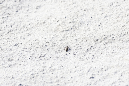 Hairy-necked Tiger Beetle