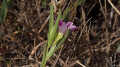 Clarkia purpurea viminea