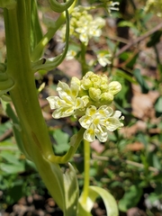 Toxicoscordion exaltatum