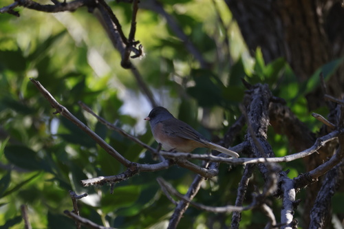 Dark-eyed Junco