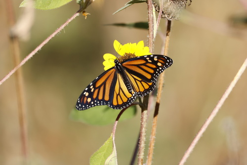 Monarch