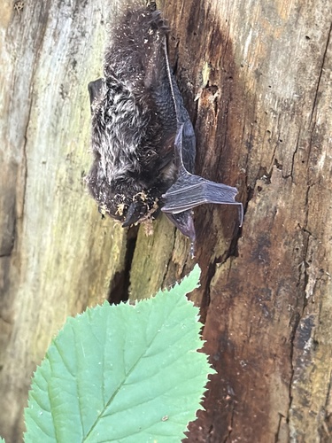 Silver-haired Bat observed by globi1