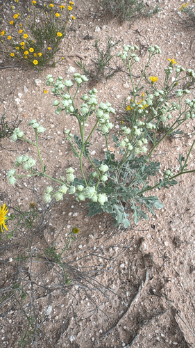 Parthenium confertum, 2026-10-09