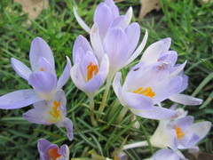 Crocus tommasinianus