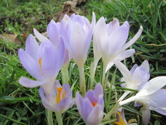 Crocus tommasinianus