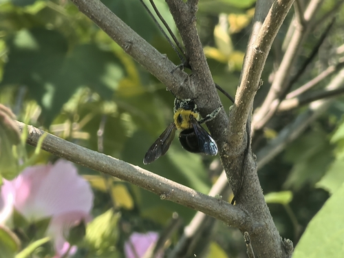 Appendiculate Carpenter Bee