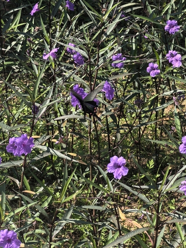 Chinese Peacock Swallowtail