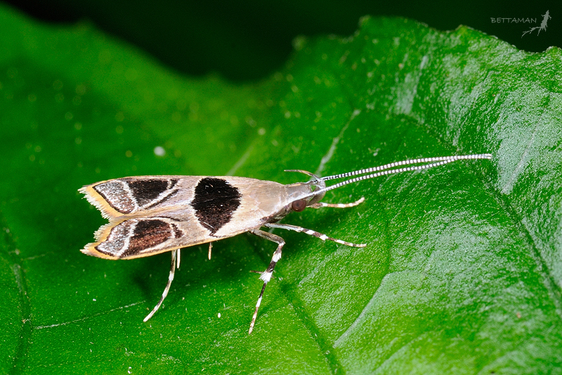 Long-horned Moths